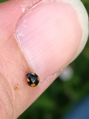 Hyperaspis connectens