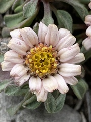 Townsendia jonesii tumulosa