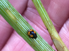 Hyperaspis connectens