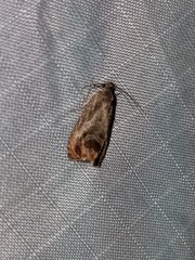 Olethreutes hamameliana