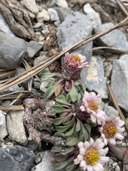 Townsendia jonesii tumulosa