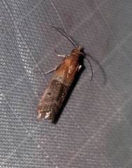 Moodna pallidostrinella