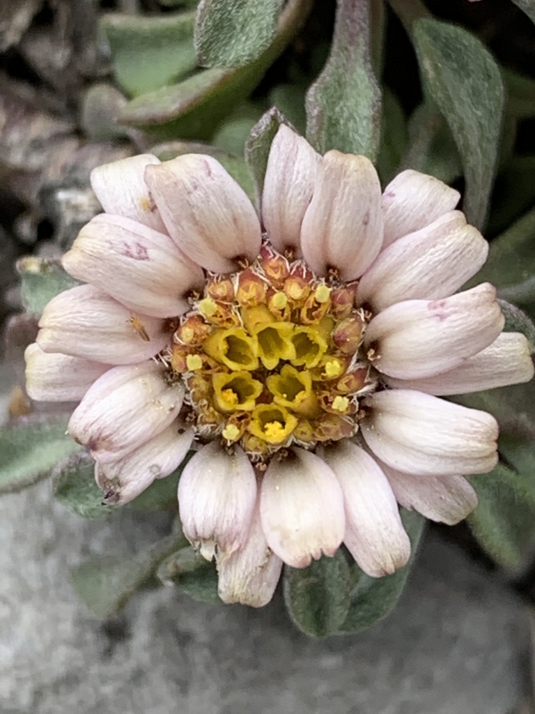 Charleston grounddaisy (Townsendia jonesii tumulosa) - Botanical Realm