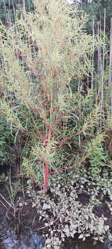 Image of Amaranthus cannabinus by no rights reserved