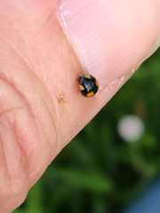 Hyperaspis connectens