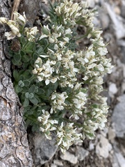 Draba jaegeri
