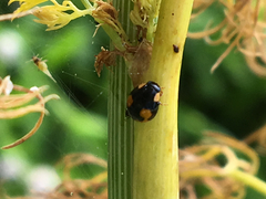 Hyperaspis connectens