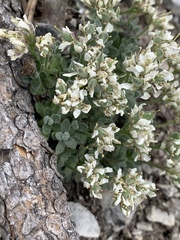 Draba jaegeri