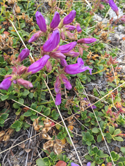 Penstemon davidsonii davidsonii
