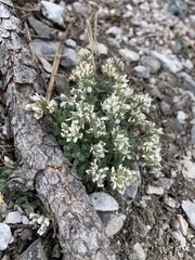 Draba jaegeri