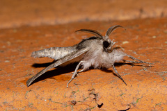 Declana griseata