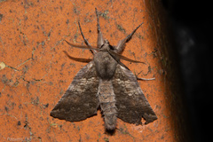 Declana griseata