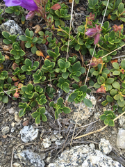 Penstemon davidsonii davidsonii