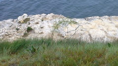 Asparagus verticillatus