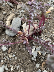 Pedicularis semibarbata charlestonensis