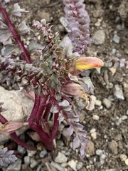 Pedicularis semibarbata charlestonensis
