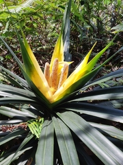 Freycinetia formosana