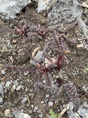Pedicularis semibarbata charlestonensis