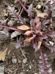 Pedicularis semibarbata charlestonensis