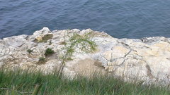 Asparagus verticillatus