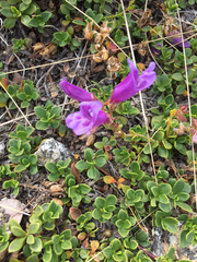 Penstemon davidsonii davidsonii
