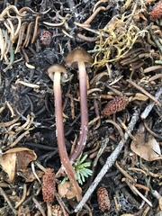 Mycena nivicola