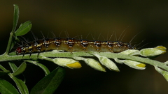 Uresiphita ornithopteralis