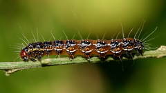 Uresiphita ornithopteralis