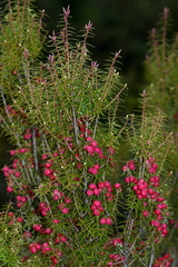 Uresiphita ornithopteralis