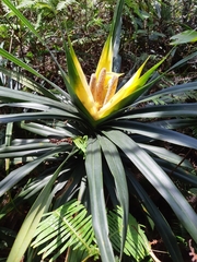 Freycinetia formosana