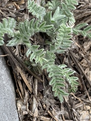 Oxytropis oreophila
