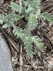 Oxytropis oreophila