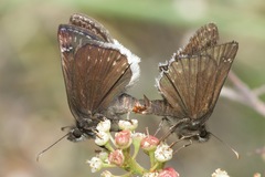 Erynnis pacuvius
