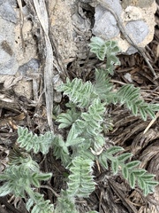Oxytropis oreophila