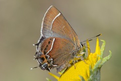 Callophrys spinetorum