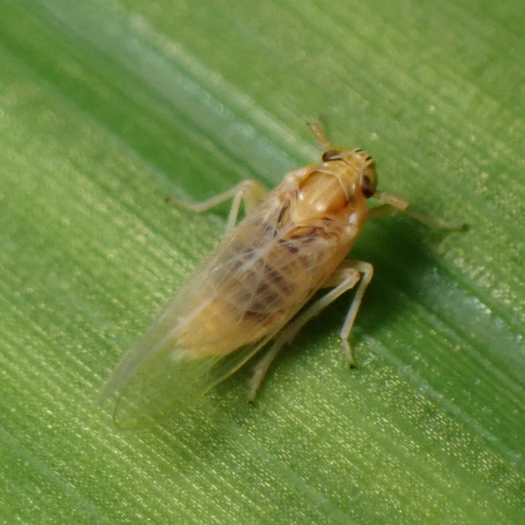 Delphacid planthopper