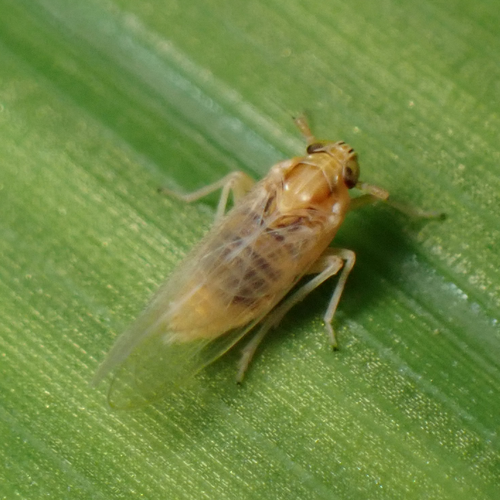 Delphacid planthopper