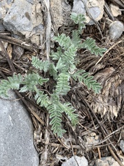 Oxytropis oreophila