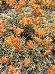 Eriogonum diclinum