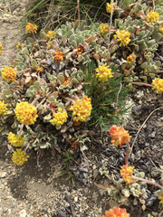 Eriogonum diclinum