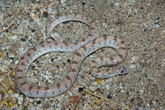 Phyllorhynchus decurtatus