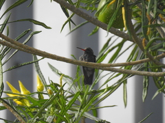 Cynanthus latirostris