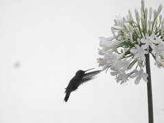 Cynanthus latirostris