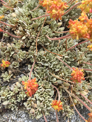 Eriogonum diclinum