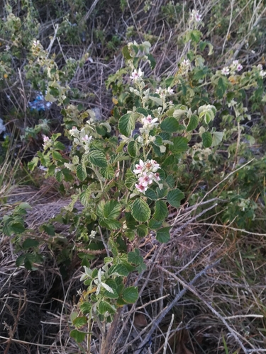 Image of Rubus rigidus by (c) Gareth, some rights reserved (CC BY)