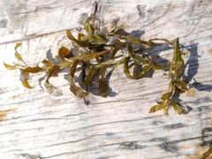 Potamogeton gramineus