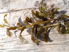 Potamogeton gramineus