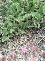 Horkelia hendersonii