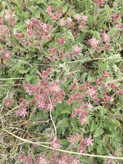 Horkelia hendersonii