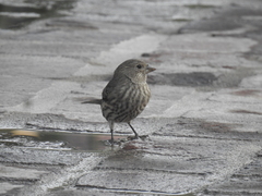 Haemorhous mexicanus